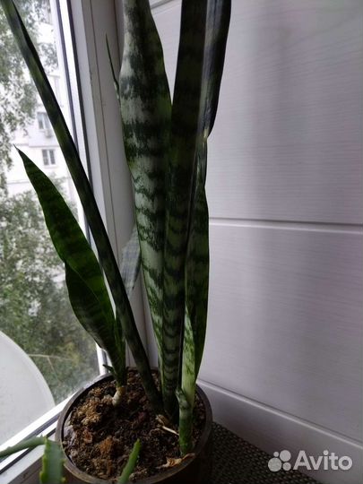 Сансильвиерия (тещин язык)