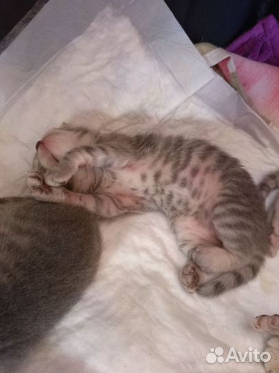 Котята