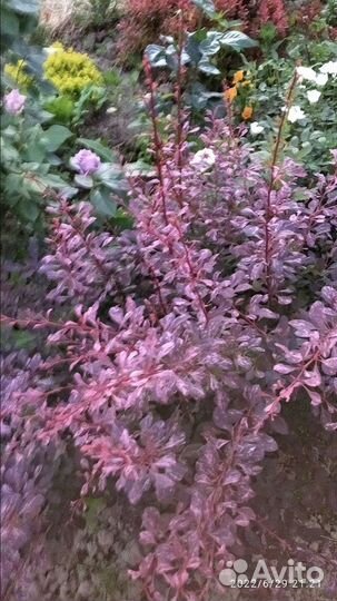 Саженцы садовых декоративных растений