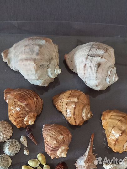 Набор морских ракушек д/интерьера, аквариума