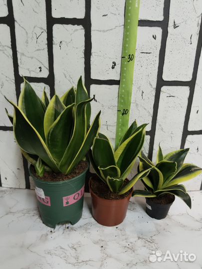 Сансевьерия 1