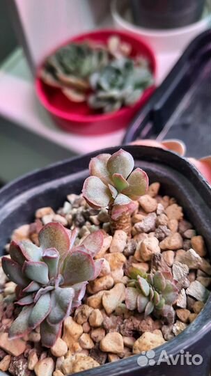 Эхеверия Трампет Пинки