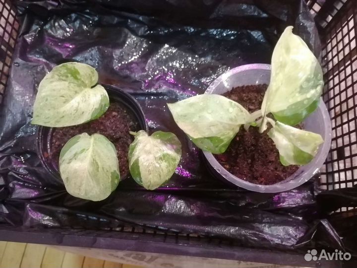 Сциндапсус разные