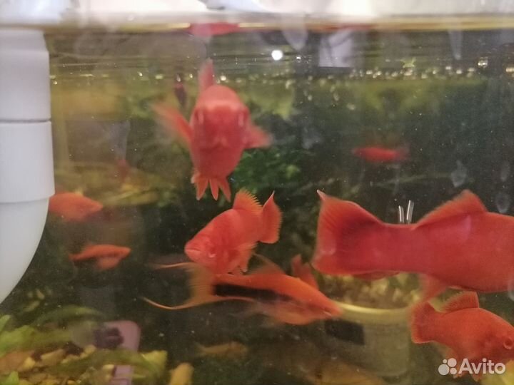 Меченосцы Рубин Анциструс Голд Мхи