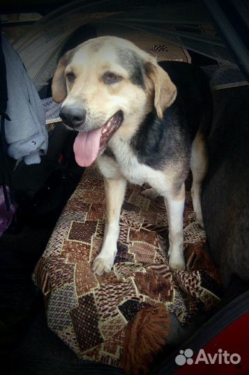 Собака Лайа, 3 года, помесь