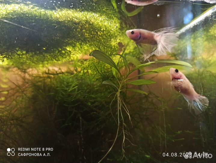 Хелены и петушки