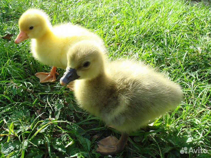 Гусята от 2х сут, линда, крупный серый