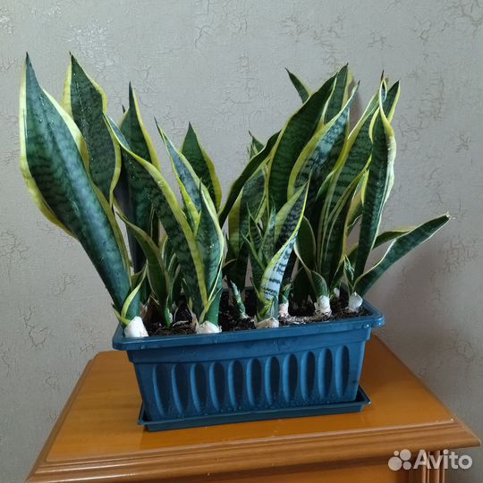 Цветы домашние в горшках