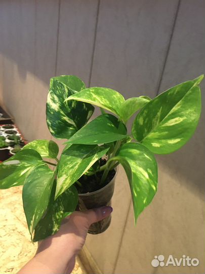 Сциндапсус золотистый, марбл квин и глобал грин