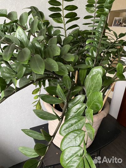 Замиокулькас