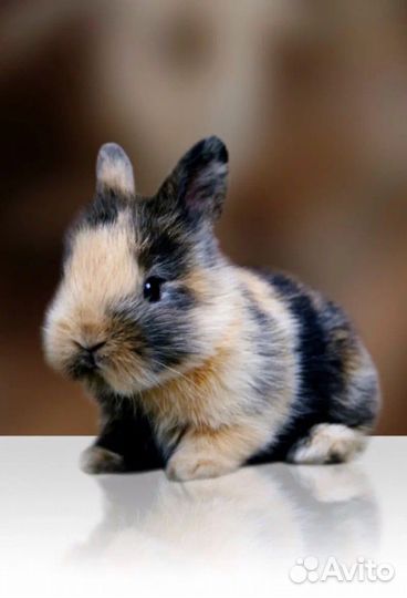 Декоративные кролики карликовые