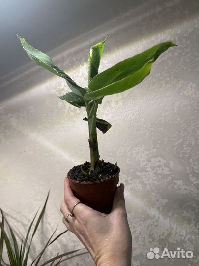 Банан пальма