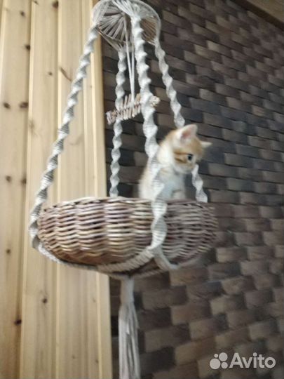 Лежанка и подвес для кошек