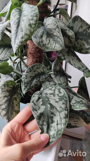 Цветы домашние