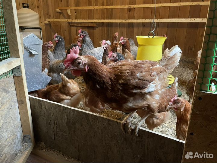 Домашние куриные и перепелиные яйца