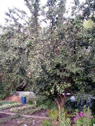 Дача 35 м² на участке 4,6 сот.