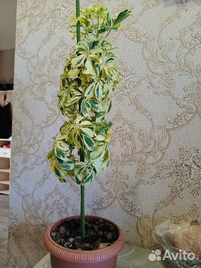 Комнатные растения