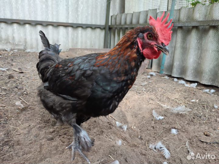 Молодые петушки