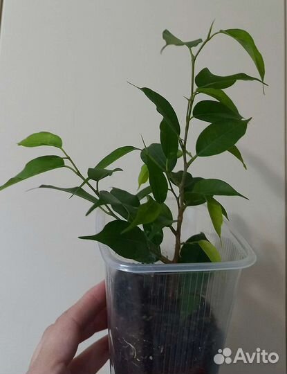 Фикус бенджамина Наташа