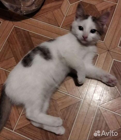 Котёнок (котик 3 месяца )ищет хозяев