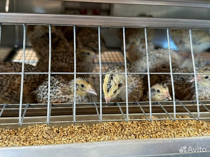 Инкубационное яйцо перепелов