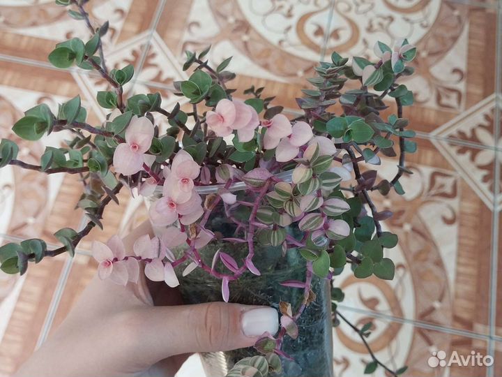 Каллизия бьянка, розовая пантера