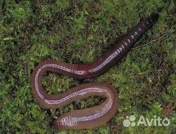 Черви Выползки для рыбалки