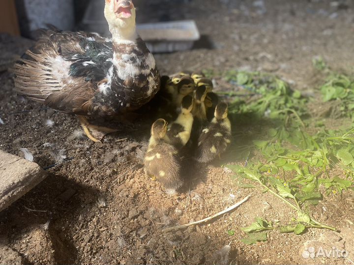 Мускусные утки индоутки индоутята