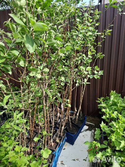 Саженцы яблони