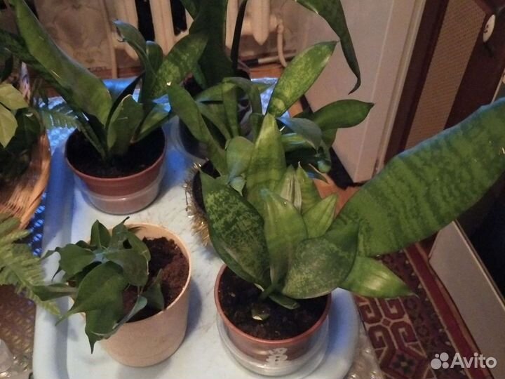 Макраме кашпо, цветы горшечные