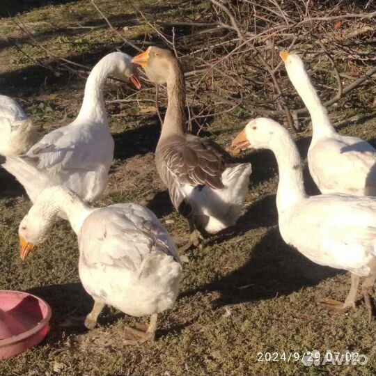 Холмогорские гуси