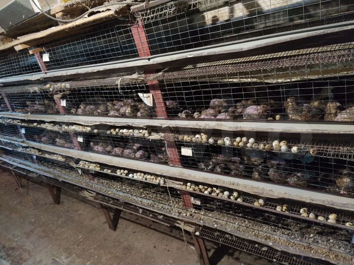 Дом 300 м² на участке 49 сот.