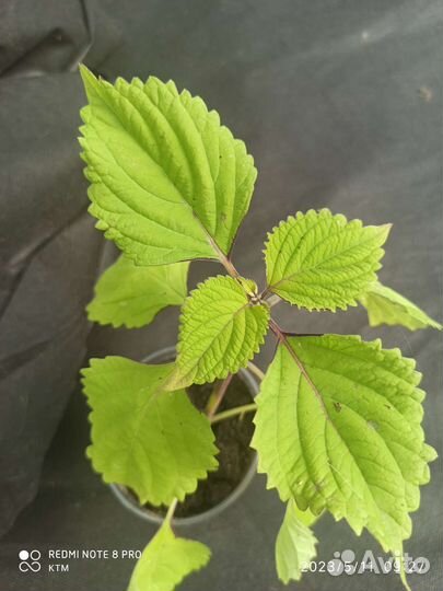 Колеусы вегетативные