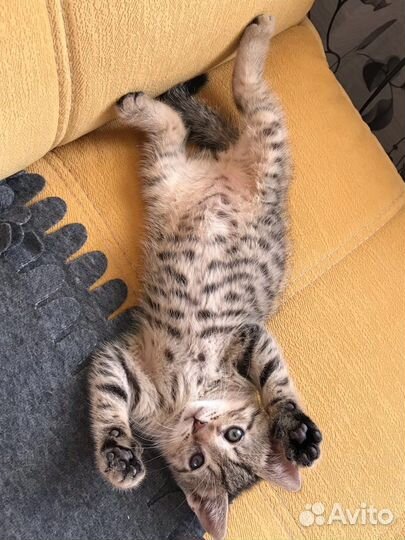 Малыш тигра ищет дом