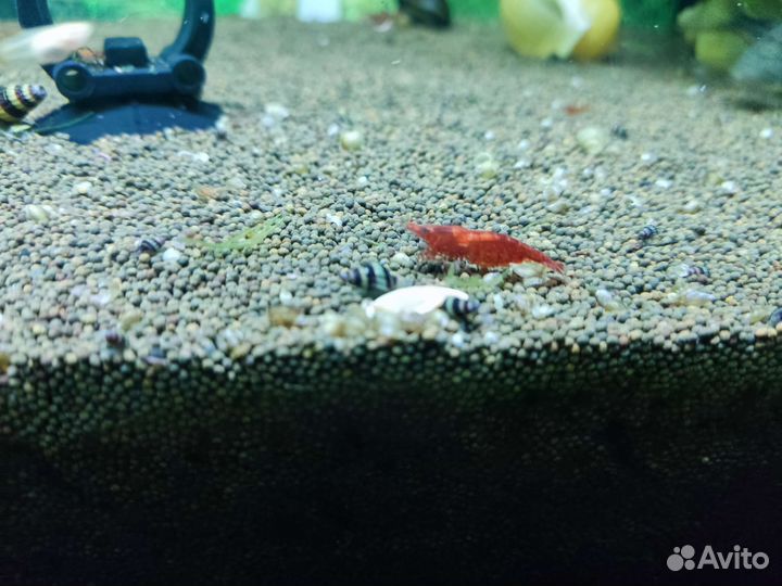 Улитки Хелена