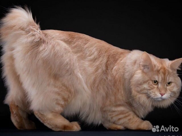 Курильский бобтейл вязка (красное серебро)