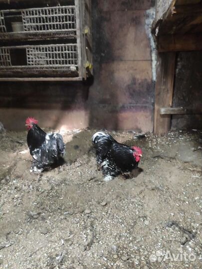 Карликовые кохинхины