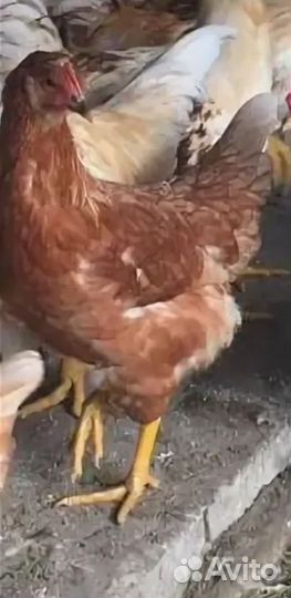 Молодые петушки