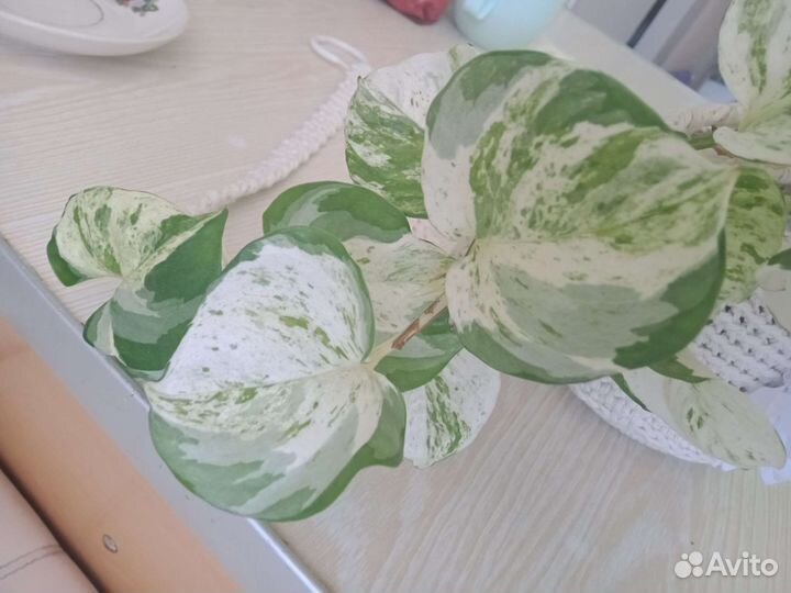 Эпипремнум хэппи лиф