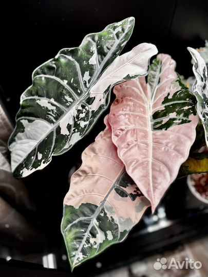 Алоказия чантриери пинк