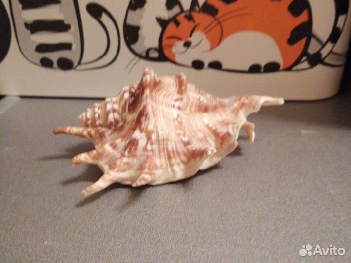 Ракушки (2 штуки)