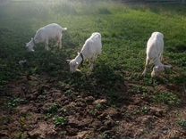 Зааненские козы дойные