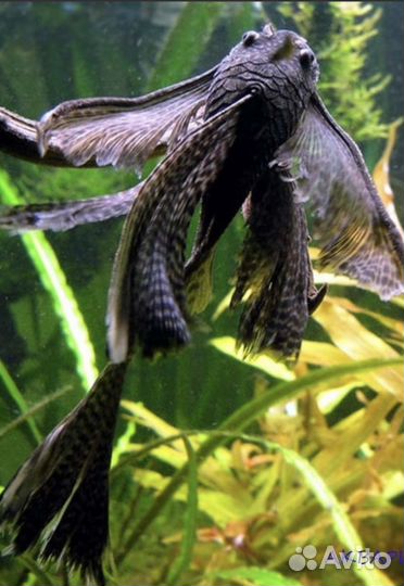 Анциструс вуалевый(L-144 ) золотые, чёрные