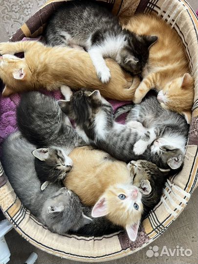 Котята в добрые руки 1 месяц
