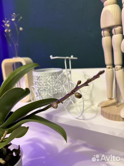 Орхидея миди