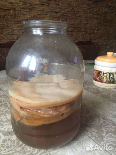 Чайный гриб