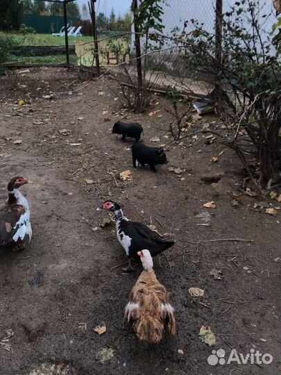 Вьетнамские поросята