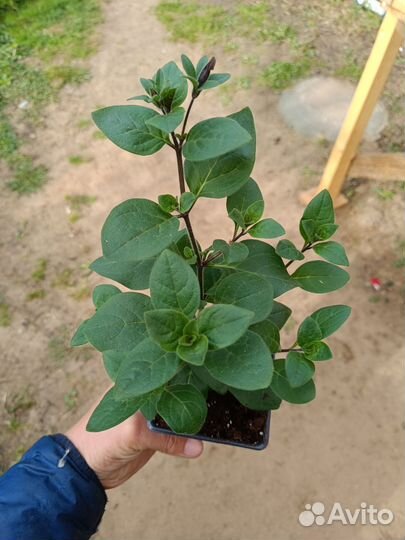 Петуния тайдалы