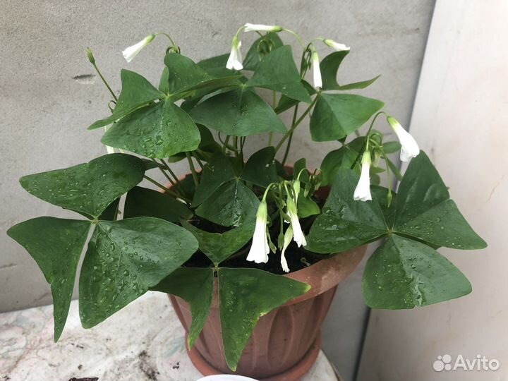 Оксалис (кислица)