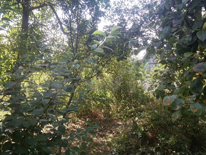 Дача 20 м² на участке 5 сот.